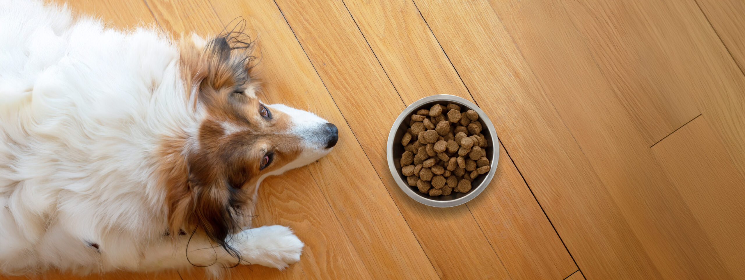 Pet anorexia, dog is sick or bored. Sshepherd dog and a bowl with dry food on wooden floor background, top view