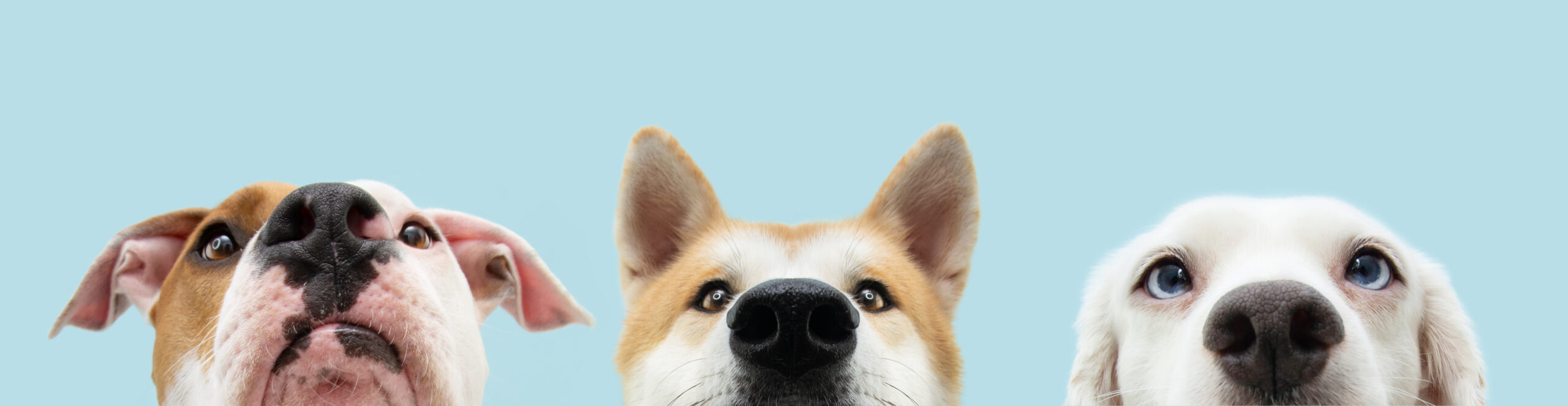 Banner,Close-up,Three,Hide,Dogs,Head.,Isolated,On,Blue,Background.